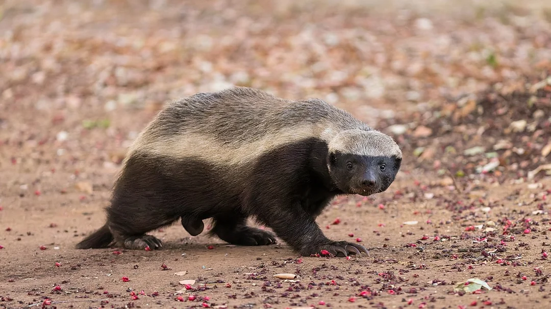 The honey badger, bitcoin's adopted mascot. Refuses to acknowledge predators.